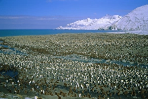 Gather Prints: King penguin colony