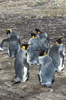 Flightless Bird Gallery: King penguin colony (Aptenodytes patagonicus), Saunders Island, Falklands, South America