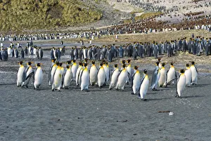 King Penguin colony (Aptenodytes patagonicus), Right Whale Bay, South Georgia Island