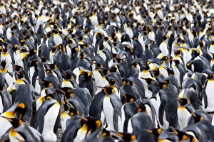Images Dated 22nd February 2009: King penguin colony (Aptenodytes patagonicus), Gold Harbour, South Georgia