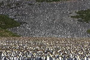 Images Dated 24th February 2009: King penguin colony (Aptenodytes patagonicus), Salisbury Plain, South Georgia