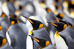 Images Dated 23rd February 2009: King penguin colony (Aptenodytes patagonicus), Gold Harbour, South Georgia