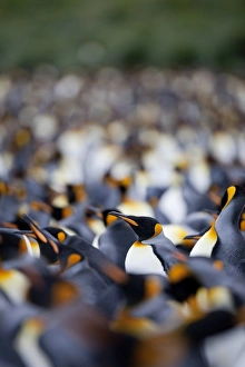 Images Dated 23rd February 2009: King penguin colony (Aptenodytes patagonicus), Gold Harbour, South Georgia