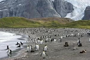 Images Dated 22nd February 2009: King penguin colony (Aptenodytes patagonicus), Gold Harbour, South Georgia