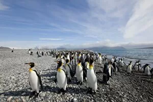 Images Dated 25th February 2009: King penguin colony (Aptenodytes patagonicus), Salisbury Plain, South Georgia
