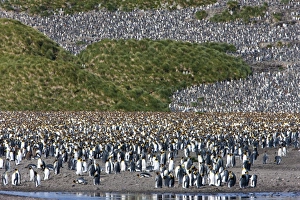 Images Dated 24th February 2009: King penguin colony (Aptenodytes patagonicus), Salisbury Plain, South Georgia