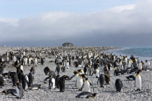 Images Dated 24th February 2009: King penguin colony (Aptenodytes patagonicus), Salisbury Plain, South Georgia