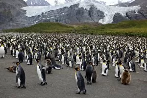 Images Dated 23rd February 2009: King penguin colony (Aptenodytes patagonicus), Gold Harbour, South Georgia