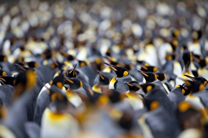 Images Dated 23rd February 2009: King penguin colony (Aptenodytes patagonicus), Gold Harbour, South Georgia