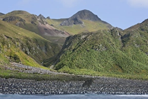 Images Dated 9th January 2009: King penguin colony (Aptenodytes patagonicus), Macquarie Island, Sub-Antarctic