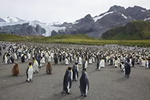 Images Dated 23rd February 2009: King penguin colony (Aptenodytes patagonicus), Gold Harbour, South Georgia
