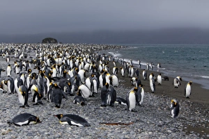 Images Dated 25th February 2009: King penguin colony (Aptenodytes patagonicus), Salisbury Plain, South Georgia