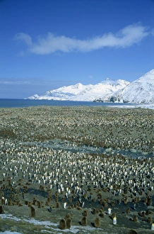 Colonies Prints: King penguin colony, St