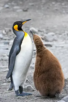 King penguin feeding a chick (Aptenodytes patagonicus), St. Andrews Bay, South Georgia Island, Polar Regions