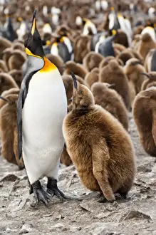 Large Group Of Animals Prints: King penguin feeding a chick (Aptenodytes patagonicus)