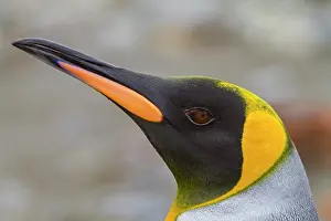 Ornithology Prints: King penguin head close-up at breeding colony in Fortuna Bay during nesting season in South Georgia