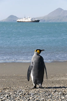Images Dated 26th February 2009: King penguin, Moltke Harbour, Royal Bay, South Georgia, South Atlantic