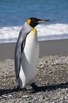 Images Dated 26th February 2009: King penguin, Moltke Harbour, Royal Bay, South Georgia, South Atlantic