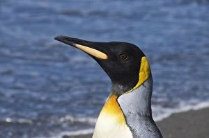 Images Dated 26th February 2009: King penguin, Moltke Harbour, Royal Bay, South Georgia, South Atlantic