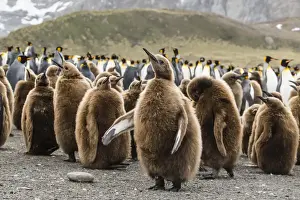 Large Group Of Animals Prints: King penguin oakum boy chicks (Aptenodytes patagonicus)