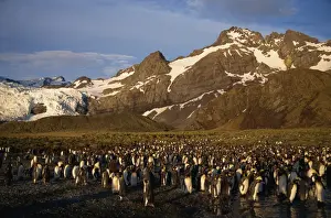 Rookeries Prints: King penguin rookery, South Georgia, Polar Regions