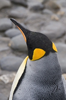 Images Dated 28th February 2009: King penguin, Salisbury Plain, South Georgia, South Atlantic