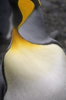Images Dated 28th February 2009: King penguin, Salisbury Plain, South Georgia, South Atlantic