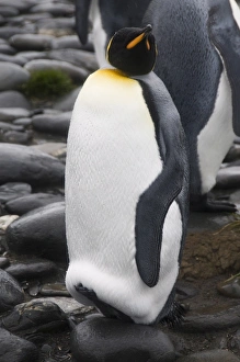 Images Dated 28th February 2009: King penguin, Salisbury Plain, South Georgia, South Atlantic