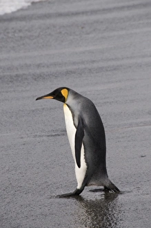King penguin, St. Andrews Bay, South Georgia, South Atlantic King penguin, St. Andrews Bay, South Georgia, South Atlantic
