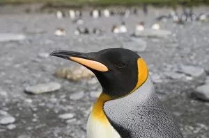 Images Dated 27th February 2009: King penguin, St. Andrews Bay, South Georgia, South Atlantic