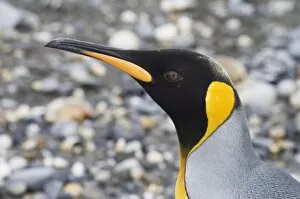 Images Dated 27th February 2009: King penguin, St. Andrews Bay, South Georgia, South Atlantic