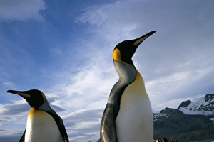 Two Bird Prints: King penguins