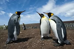 Flightless Bird Gallery: King penguins (Aptenodytes patagonica) fighting, Falkland Islands, South America