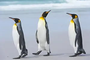 Three king penguins (Aptenodytes patagonica) walking to the sea on a sandy beach