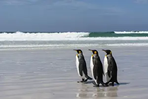 Aptenodytes Patagonica Prints: Three king penguins (Aptenodytes patagonica) walking on Volunteer Point beach