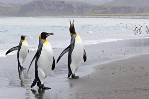 Images Dated 25th February 2009: King penguins (Aptenodytes patagonicus), Salisbury Plain, South Georgia