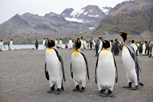 Images Dated 23rd February 2009: King penguins (Aptenodytes patagonicus), Gold Harbour, South Georgia, Antarctic