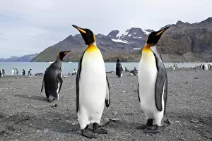 Images Dated 23rd February 2009: King penguins (Aptenodytes patagonicus), Gold Harbour, South Georgia, Antarctic