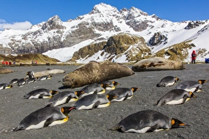 King penguins, South Georgia, South Atlantic, Polar Regions