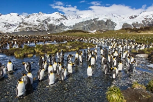 King penguins, South Georgia, South Atlantic, Polar Regions