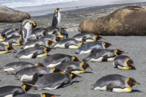 King penguins, South Georgia, South Atlantic, Polar Regions
