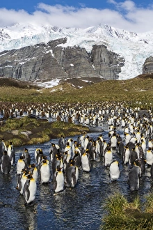 King penguins, South Georgia, South Atlantic, Polar Regions