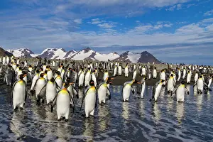 King penguins (Aptenodytes patagonicus) on the beach at breeding and nesting colony at Salisbury Plain in the Bay of Isles, South Georgia, Southern Ocean, Polar Regions