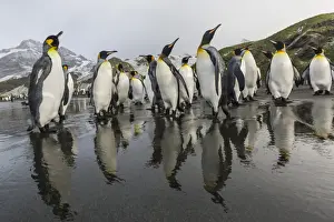 King penguins (Aptenodytes patagonicus) on the beach at Gold Harbour, South Georgia