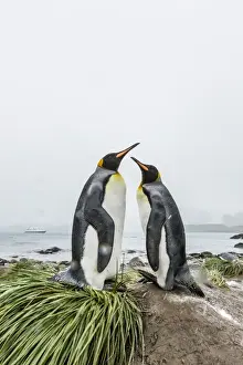 King penguins (Aptenodytes patagonicus) courtship display on the beach at Gold Harbour