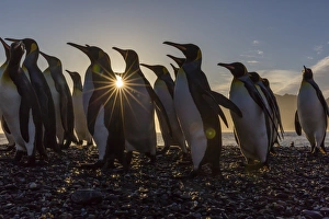 Clustered Prints: King penguins (Aptenodytes patagonicus) at sunrise, in St. Andrews Bay, South Georgia