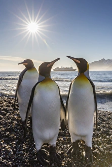 King penguins (Aptenodytes patagonicus) at sunrise, in St. Andrews Bay, South Georgia