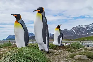 Salisbury Prints: King penguins breed and nest in a colony at Salisbury Plains in South Georgia during the breeding season
