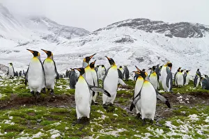 Salisbury Prints: King penguins breed and nest in a colony at Salisbury Plains in South Georgia during the breeding season