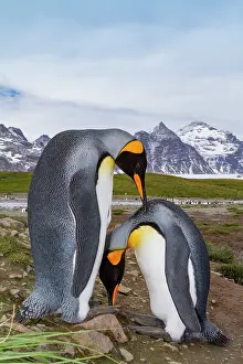 Salisbury Prints: King penguins breed